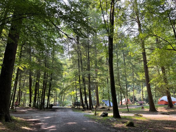 Multiple sites along a gravel road under a canopy of green trees. Colorful tents are visible. - NPS Photo