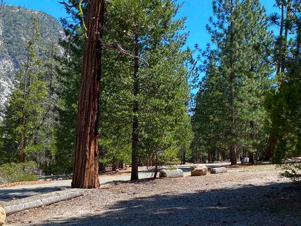 A paved road traverses a forested area. - NPS Photo