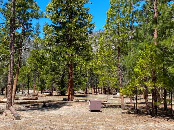 A level dirt campsite, ringed with trees, includes a food storage box. - NPS Photo