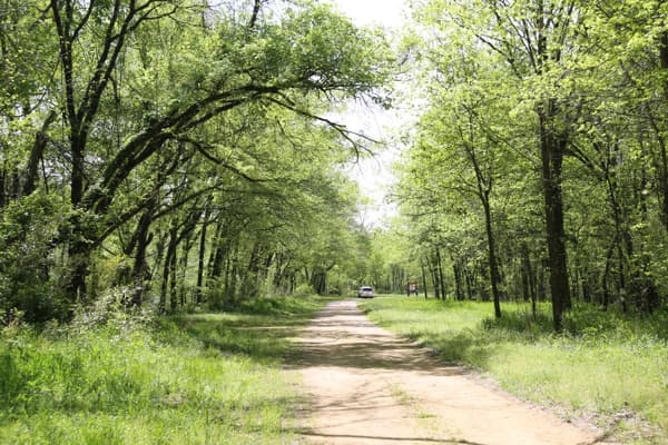 A dirt/gravel road with green trees on either side. - NPS Photo / Wil Marischen