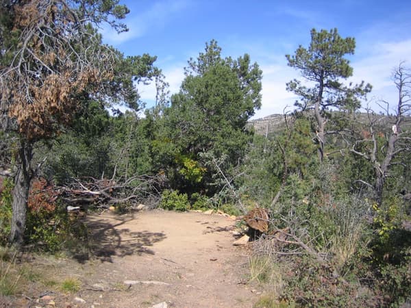 A hardened surface for a tent surrounded by pine trees - NPS/Bieri