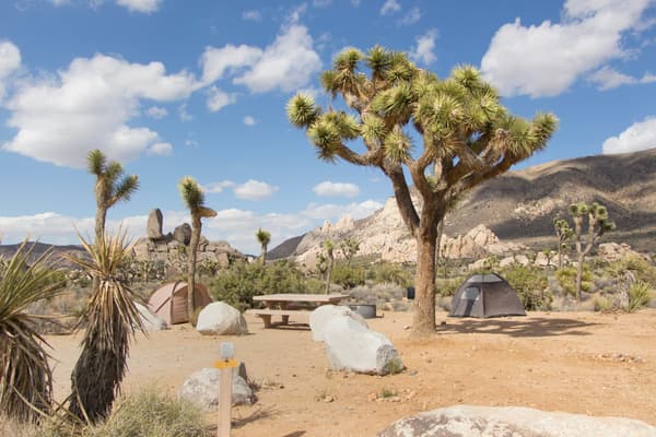 Two tents, a picnic table, fire ring, and Joshua tree are in a campsite. - NPS/Brad Sutton