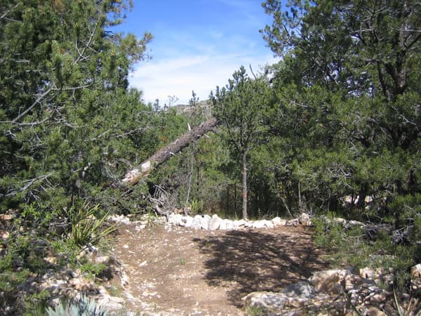 A hardened surface for a tent surrounded by trees - NPS/Bieri