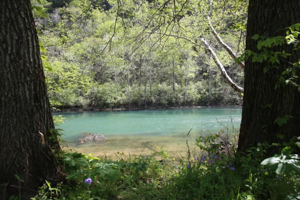 Two trees part to show a beautiful blue river, with lush green trees in the back. - NPS Photo / Wil Marischen