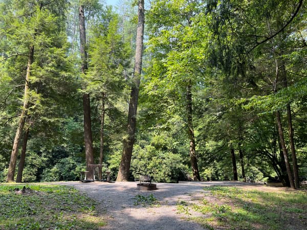 A tent pad, grill, and picnic table at a waterside site under a green canopy of trees. - NPS Photo
